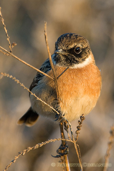 saltimpali - Saxicola rubicola